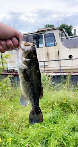 Largemouth Bass