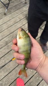 European Perch
