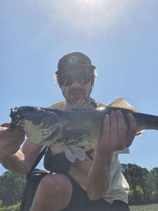 European Bass (Seabass)