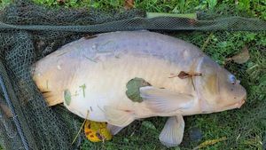 Mirror Carp