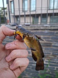 Black Bullhead