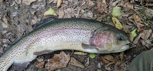 Rainbow Trout