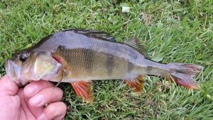 European Perch