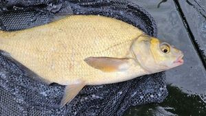 Common Bream