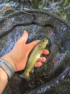Brown Trout