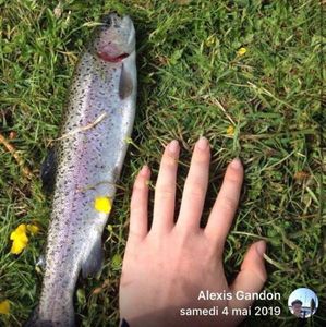 Brown Trout