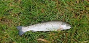 Rainbow Trout