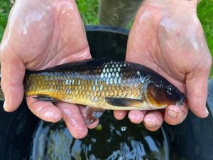 Koï Fish