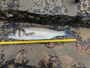 European Bass (Seabass)