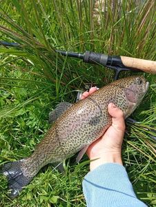 Rainbow Trout