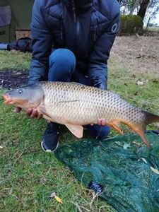 Common Carp