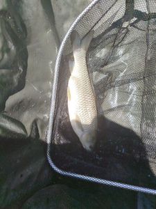 Grass Carp