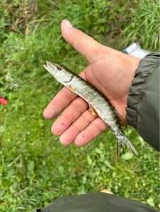 Northern Pike