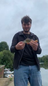 European Perch