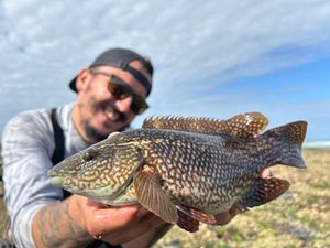 Ballan Wrasse