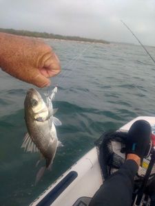 European Bass (Seabass)