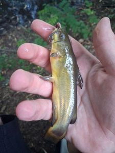 Black Bullhead