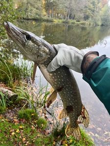 Northern Pike