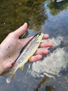 Brown Trout