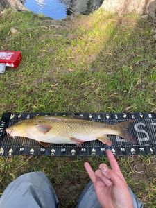 Barbel
