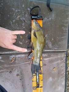 Tench