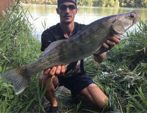 Zander