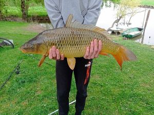 Common Carp