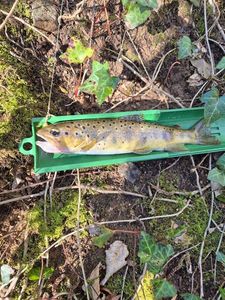 Brown Trout