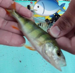 European Perch