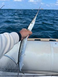 Garfish