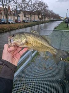 Largemouth Bass