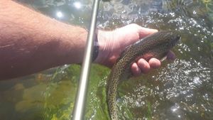 Rainbow Trout