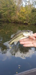 Largemouth Bass