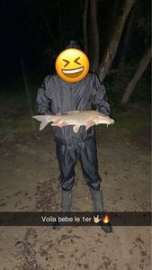 Barbel