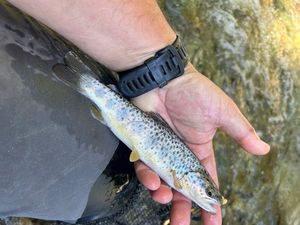 Brown Trout