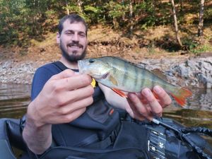 European Perch