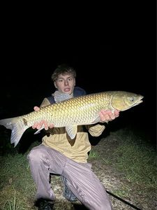Grass Carp