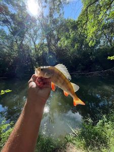European Perch