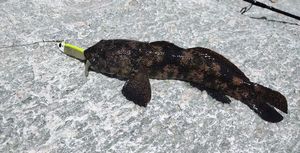 Black Goby