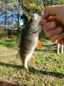 European Perch
