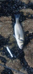 European Bass (Seabass)