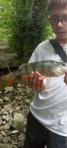 European Perch