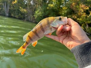 European Perch