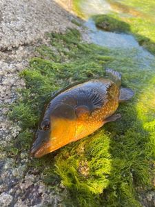 Ballan Wrasse