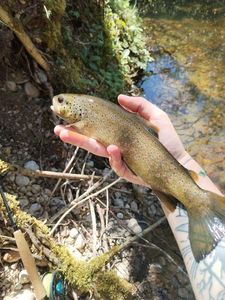 Brown Trout