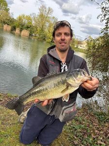 Largemouth Bass