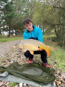 Common Carp