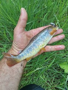 Brown Trout