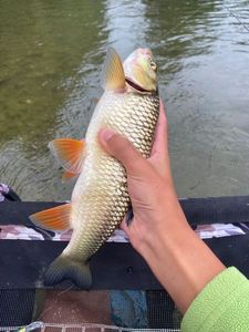 Chub