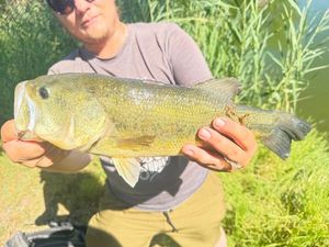 Largemouth Bass